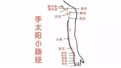 十二经络【手太阳小肠经】经络穴位动态图讲解