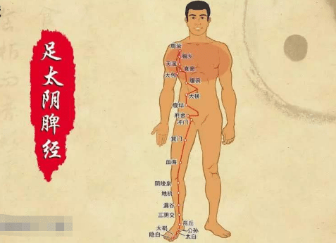 十二经络【足太阴脾经】经络穴位动态图讲解