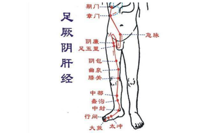 十二经络【足厥阴肝经】经络穴位..