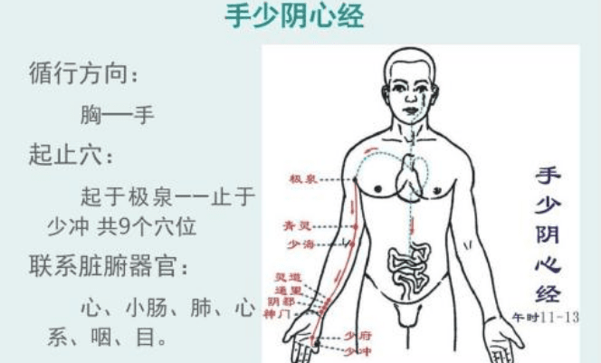 十二经络【手少阴心经】经络穴位..