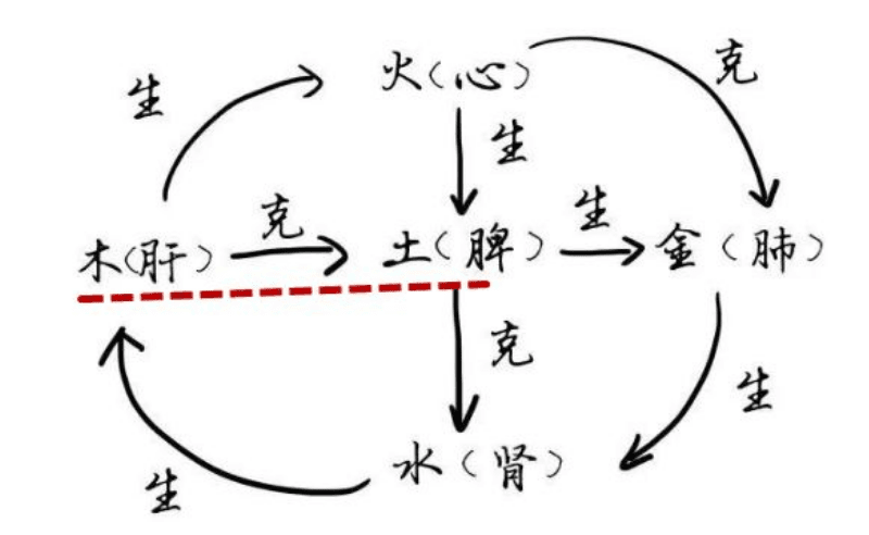 脾在五脏中起到中枢交通的作用