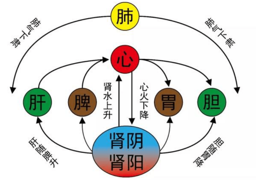 四关-黄元御气机升降图