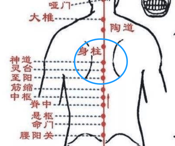 身柱穴－神道穴－至阳穴