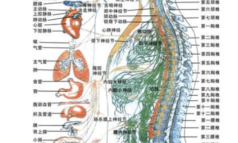 消化系统疾病-艾灸治疗配穴..