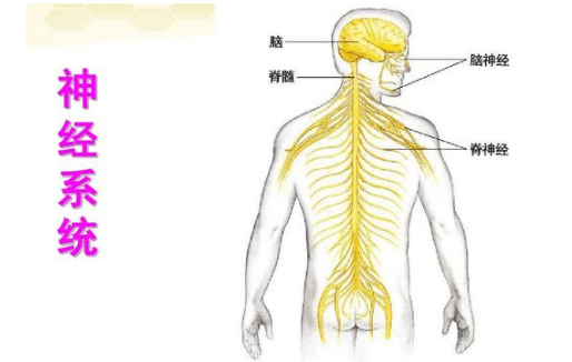 神经系统疾病-艾灸治疗配穴..