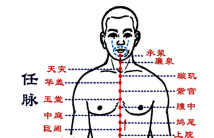 八脉：任脉的作用，总揽阴经脉气