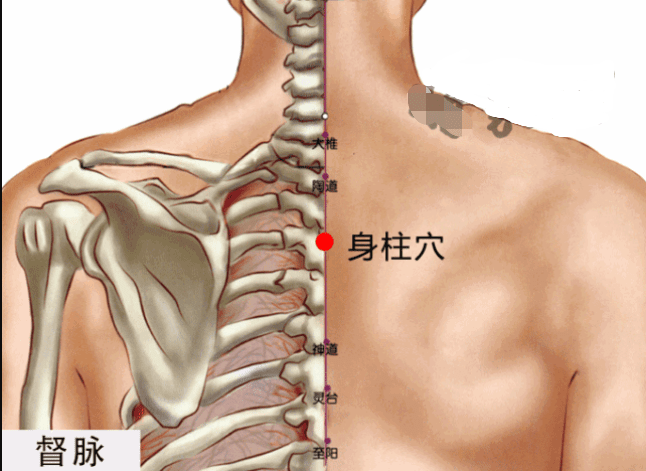 艾灸【身柱穴】的功效作用