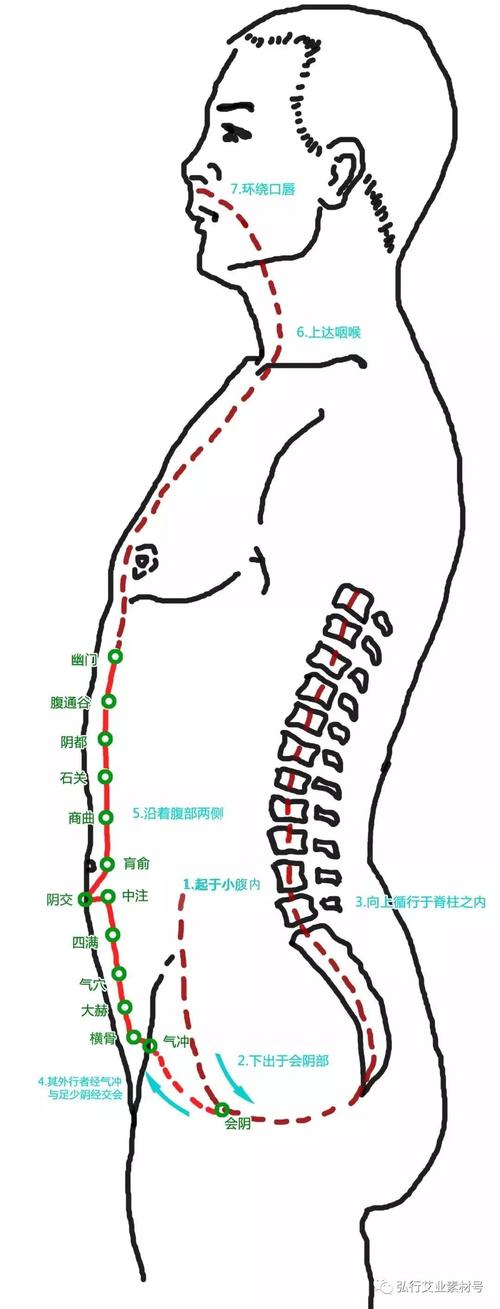 冲脉穴位图