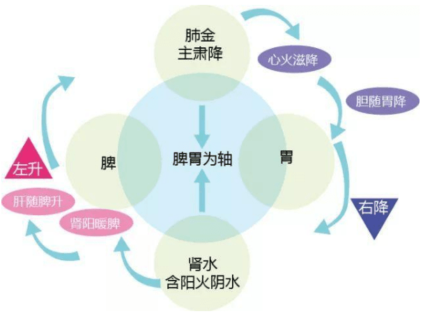 扶阳灸法取穴：脾升胃降