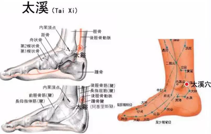 艾灸太溪穴的功效与作用