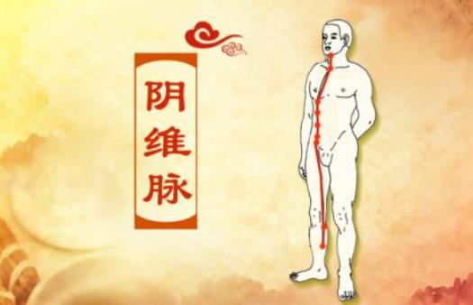 八脉:"阴维脉"维系、联络全身阴..
