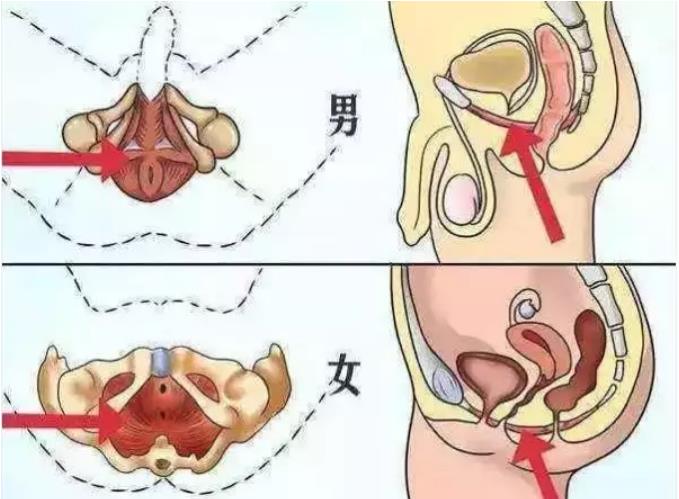 会阴穴的位置