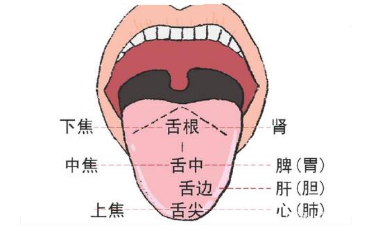 舌苔与舌体,在望诊意义指向上的..