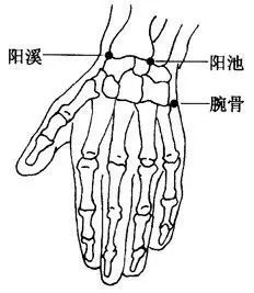 人体身上十二原穴阳池