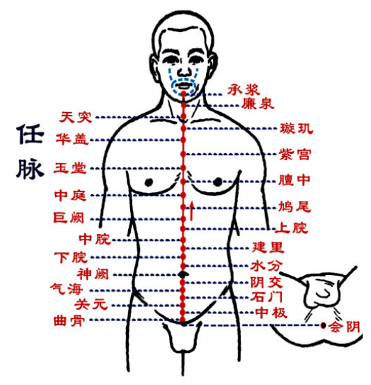 任脉的穴位图
