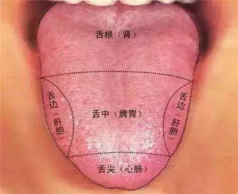 舌与五藏的对应关系